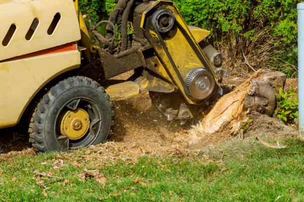 Best Tree Planting  in Altoona, WI