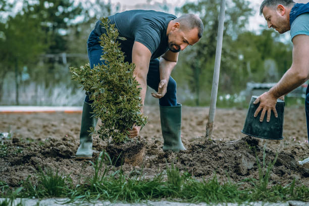 Best Tree Mulching  in Altoona, WI