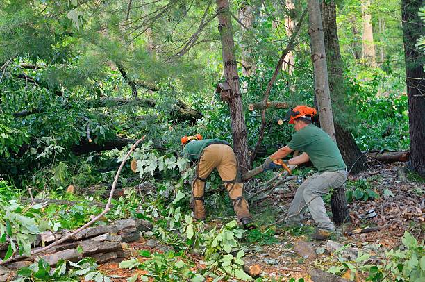 Best Tree and Shrub Care  in Altoona, WI